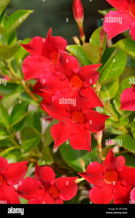 1.50m petite skinny brazilian, jasmine|Mandevilla sanderi .